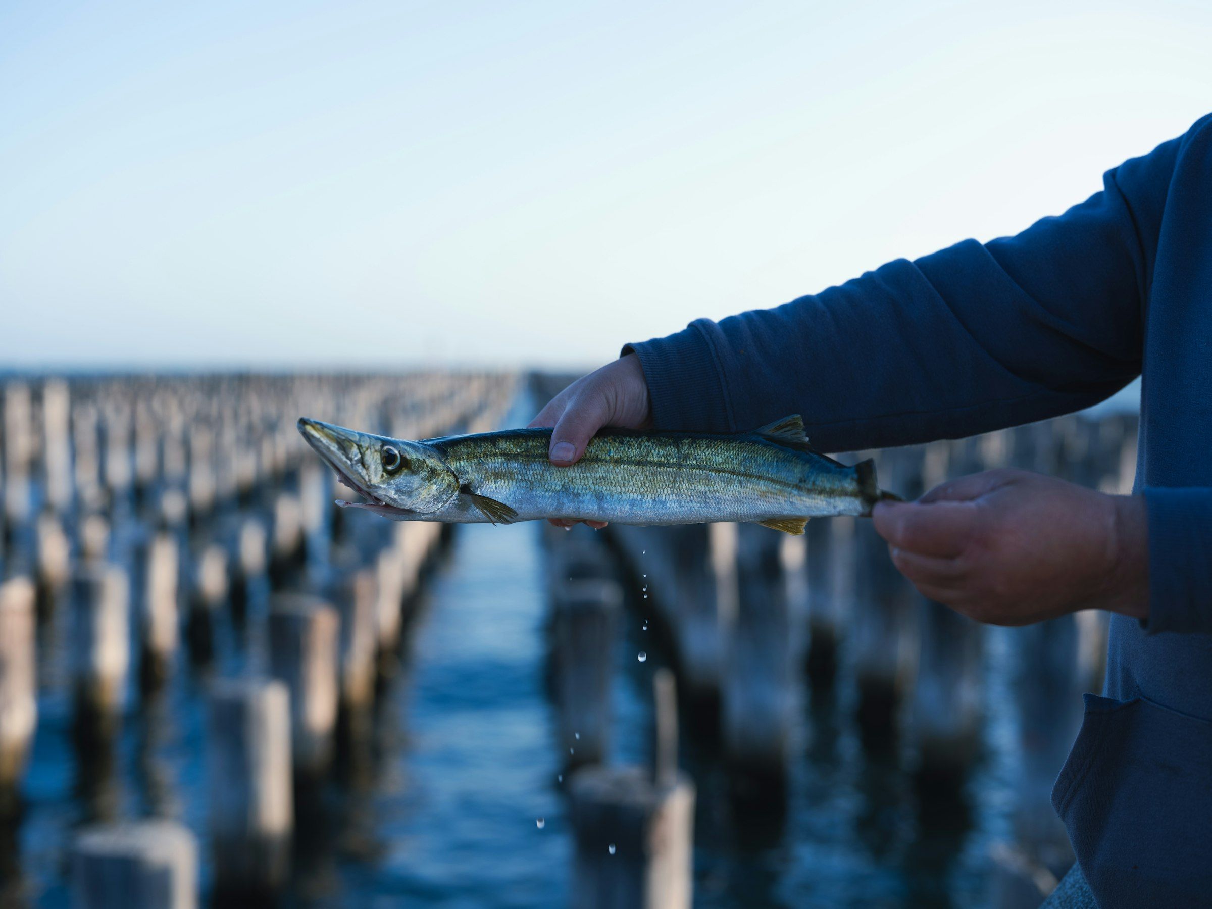Un pesce piccolo e affusolato tenuto in mano sopra l'acqua, tra i pali di un vecchio pontile.