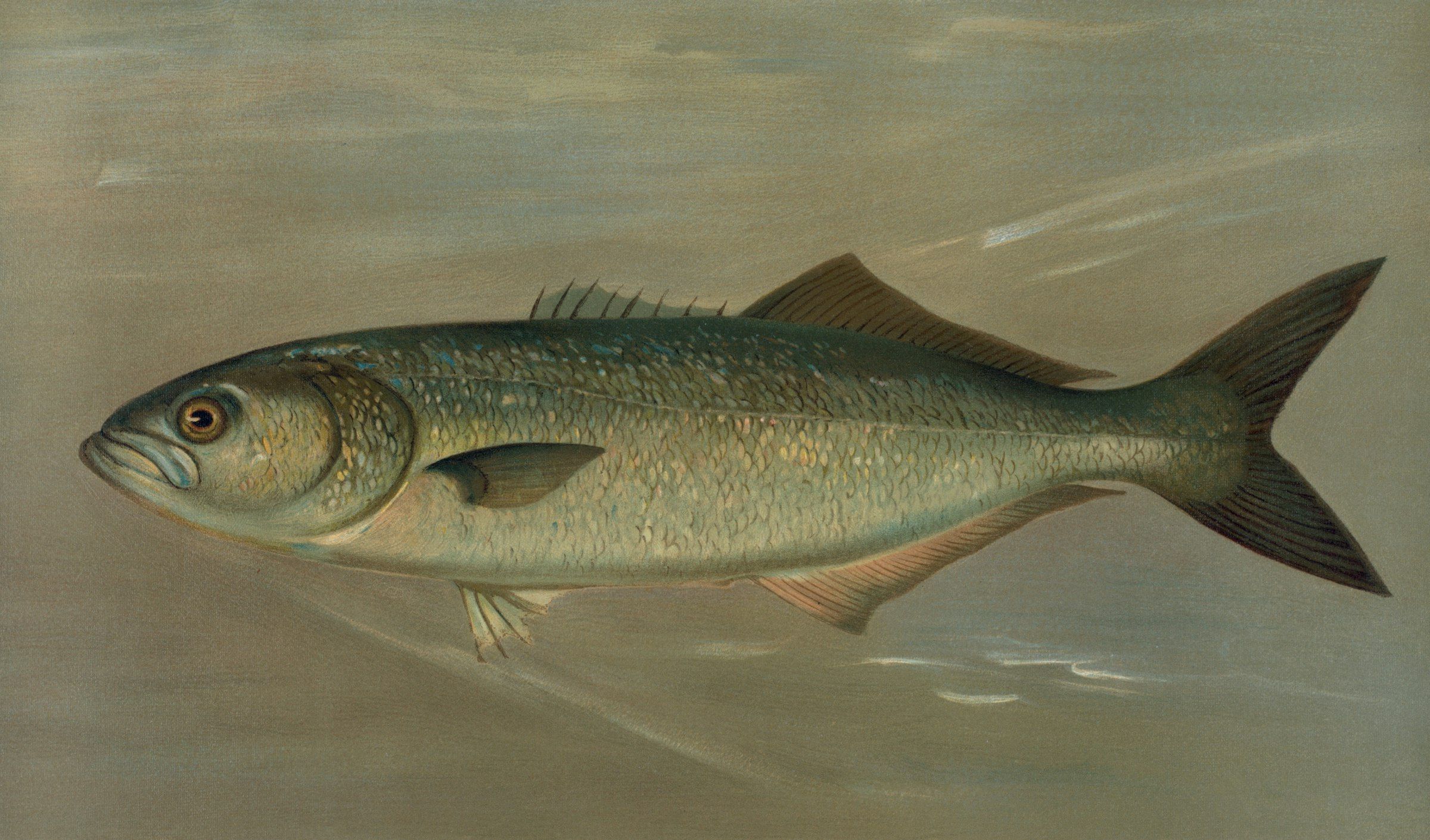 Illustrazione del 1898 di un pesce serra che nuota: corpo allungato verde azzurro e coda forcuta.