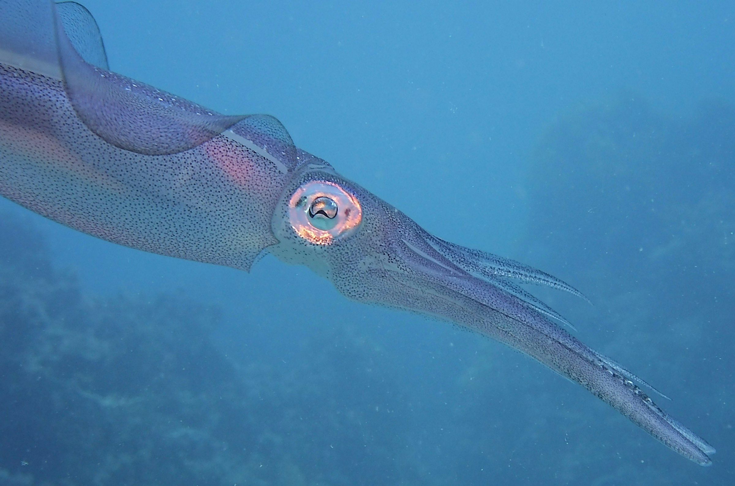 Un cefalopode che nuota nell'acqua blu del largo con il grande occhio in vista: il totano vive su fondali profondi e sale verso la superficie di notte.